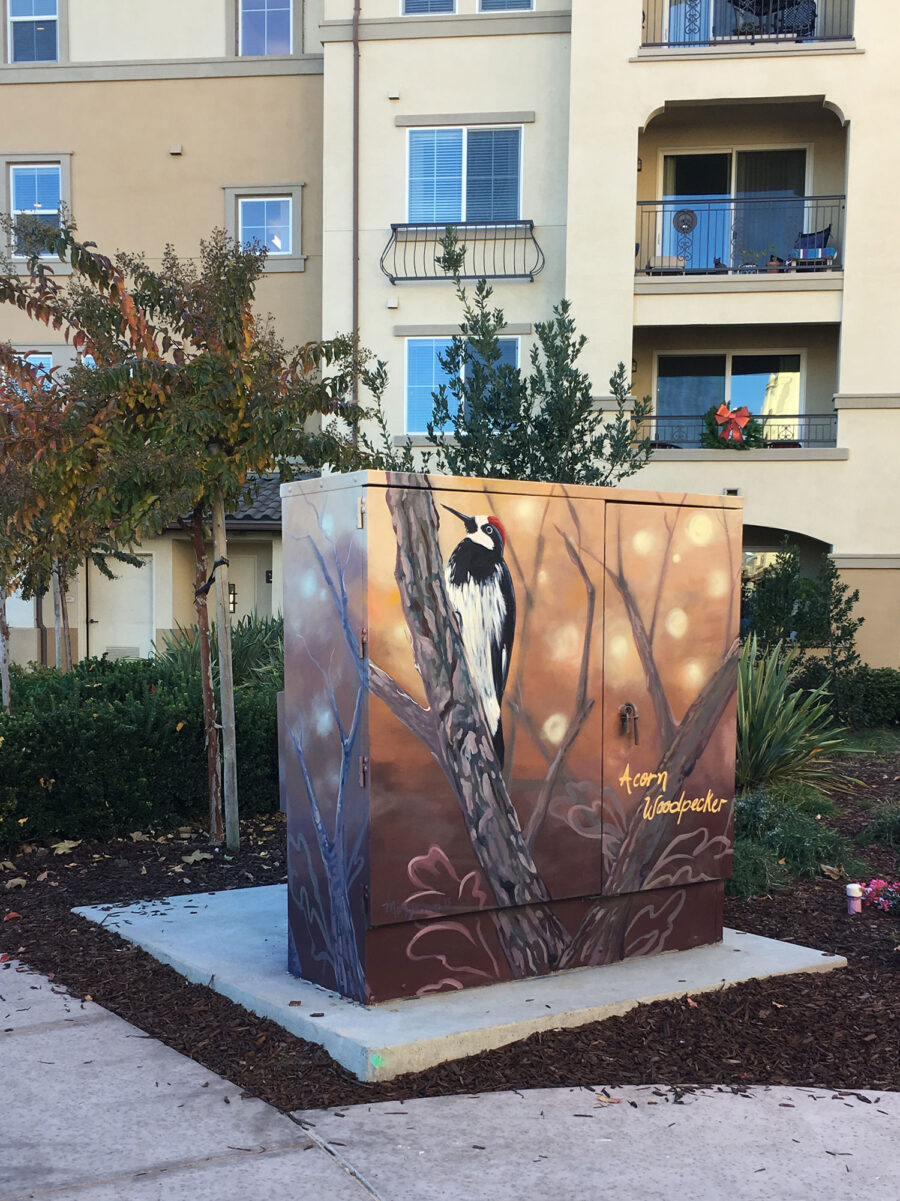 Utility Box Art with Birds - Acorn Woodpecker Painting