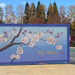 Blossom Hill Ball Wall 2B Cherry Blossoms 9900000000079e3c