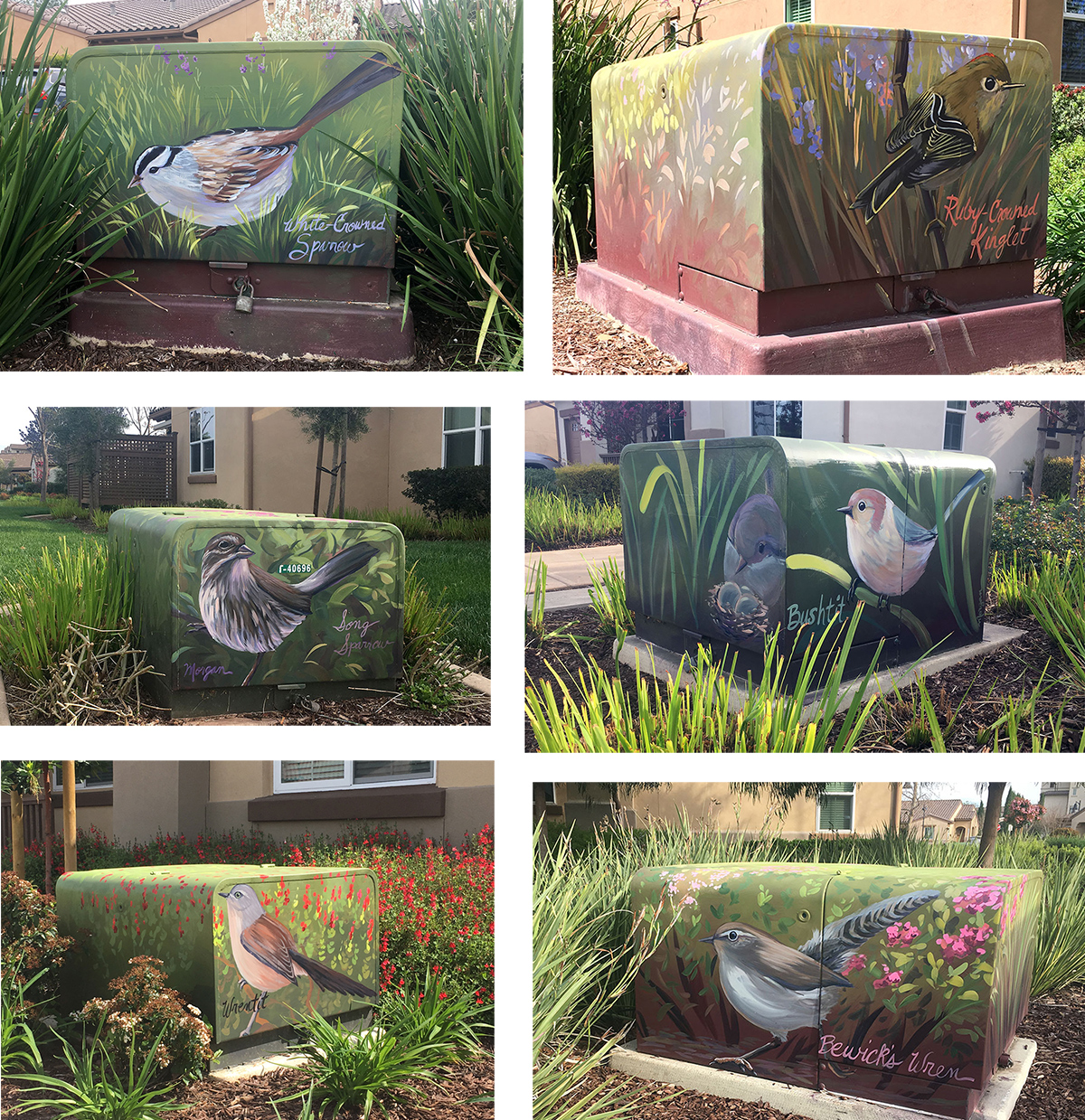 Utility Box Birds Painted by SF Bay Area Muralist Morgan Bricca