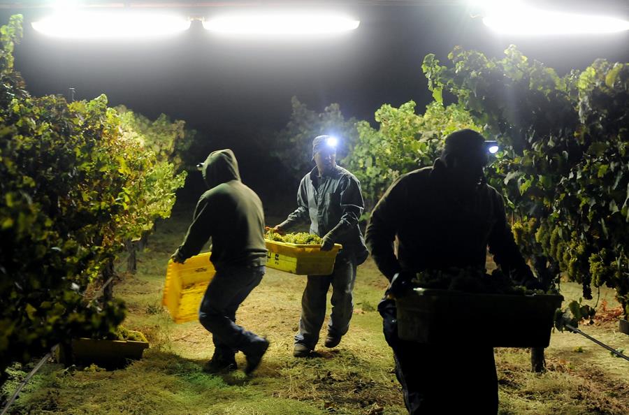 Night Shift for the Vineyard Workers