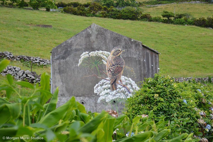 Lincoln Sparrow and Yarrow mural on a ruin wall, Ilha das Flores, Azores, Portugal