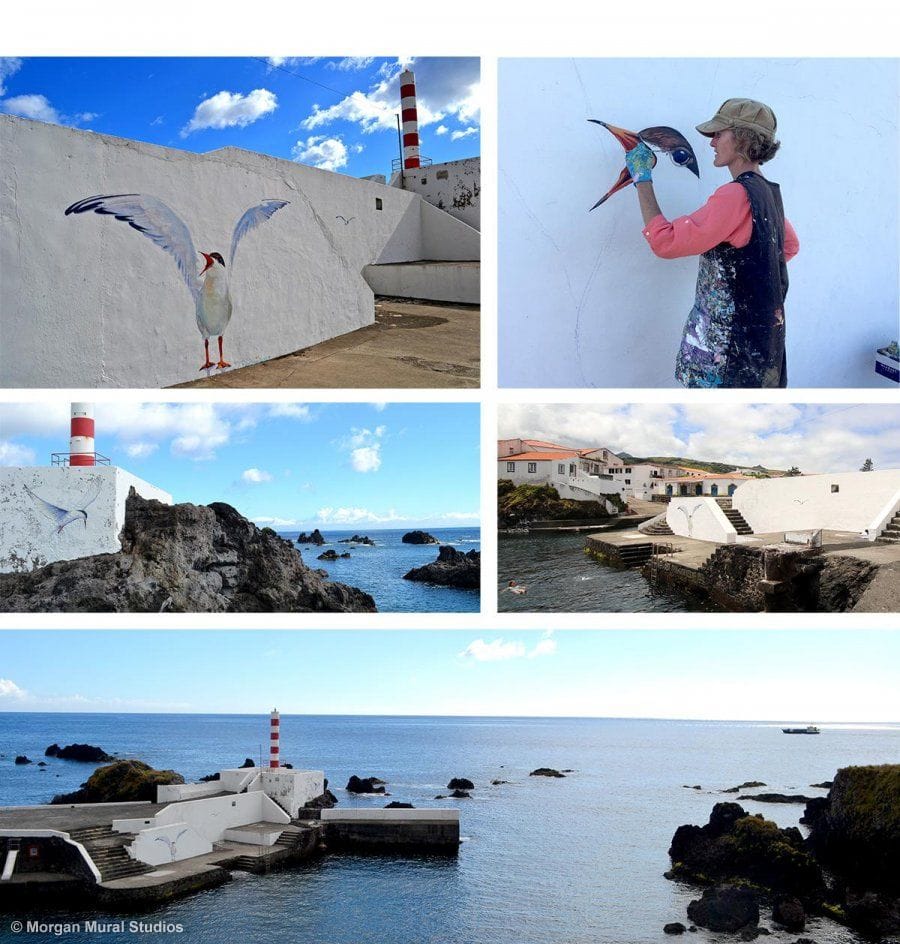 Roseate Terns, Port of Santa Cruz, Ilha das Flores, Azores, Portugal