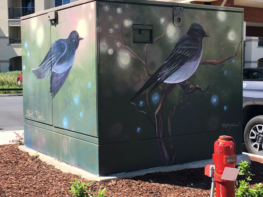 Utility Box Art with Birds - Black Phoebe Painting