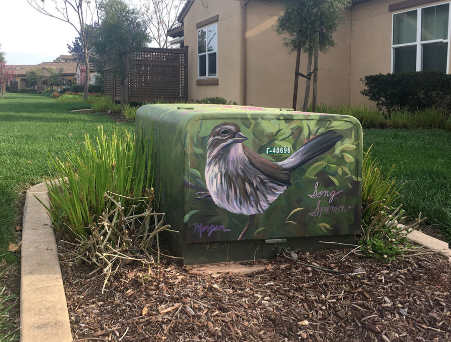 Utility Box Art with Birds - Song Sparrow Painting