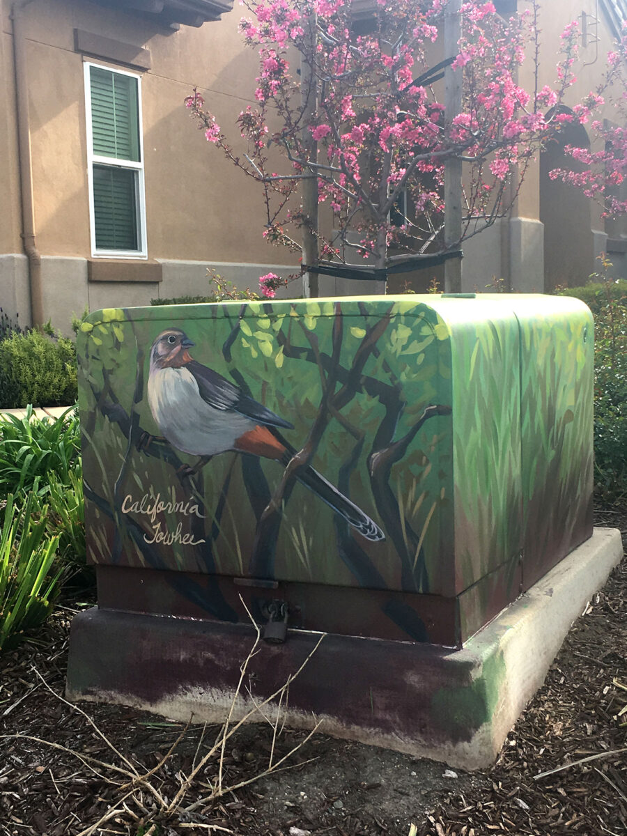Utility Box Art with Birds - California Towhee Painting