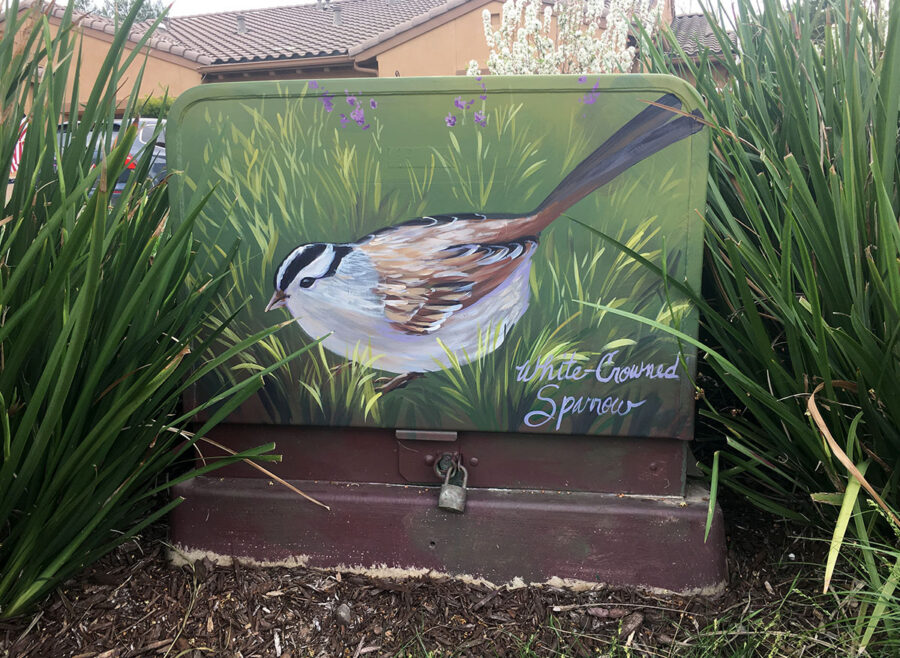 Utility Box Art with Birds - White-Crowned Sparrow Painting