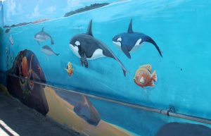 California Underpass Killer Whales
