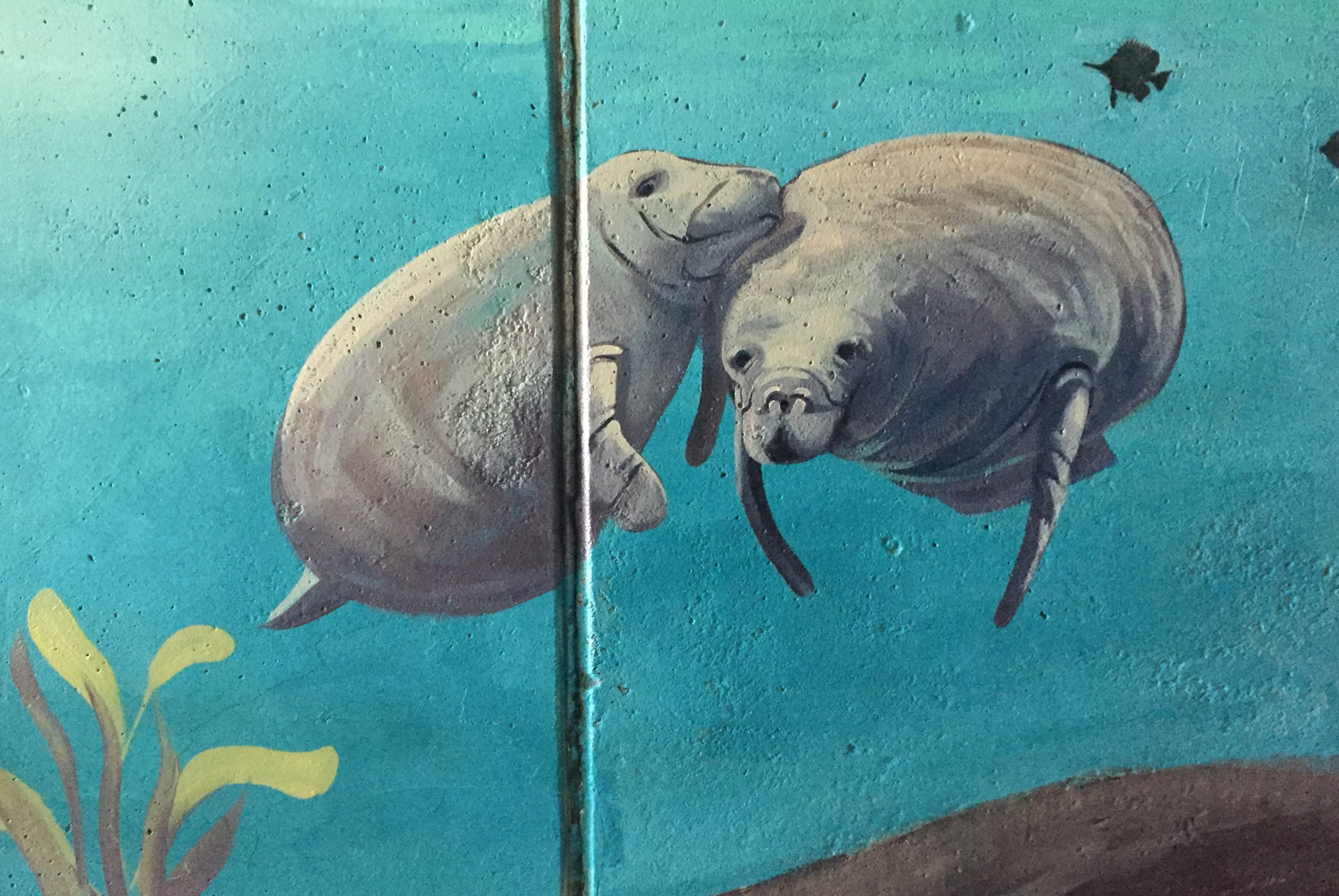 Manatee mural with ocean scene